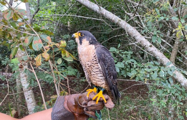 Gavião com dificuldade visual reaprende a voar no Centro de Falcoaria