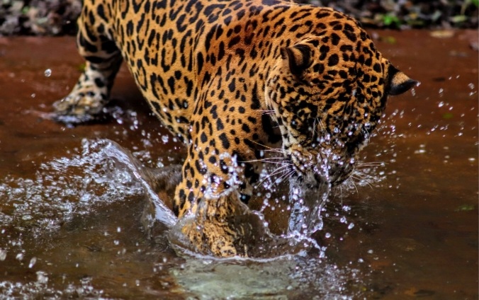 Projeto Onças do Iguaçu: Foz está na vanguarda na preservação e conservação da biodiversidade