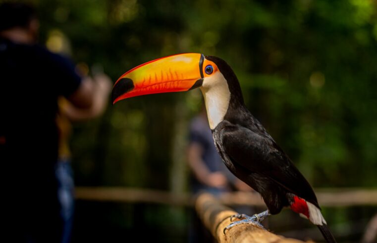 Parque da Aves volta a abrir todos os dias da semana