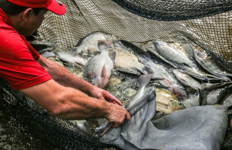 Prefeitura abre credenciamento para produtores interessados em participar da feira do peixe