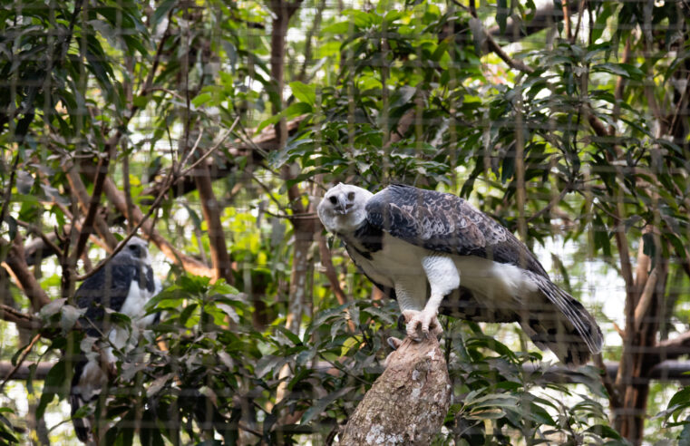 Harpias voltarão ao recinto no Refúgio Biológico Bela Vista