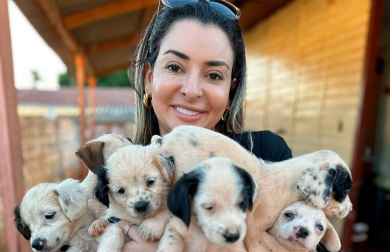 Emenda de vereadores reforça verba para mais de 2 mil castrações de cães e gato