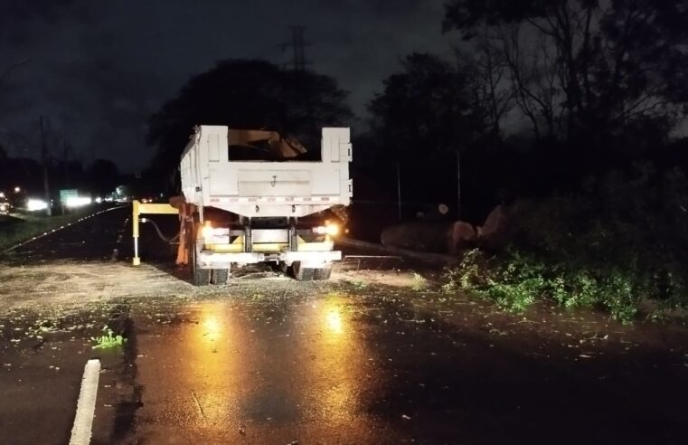 Temporal com vento de 90km/h causa quedas de árvores e danos a rede elétrica em Foz do Iguaçu