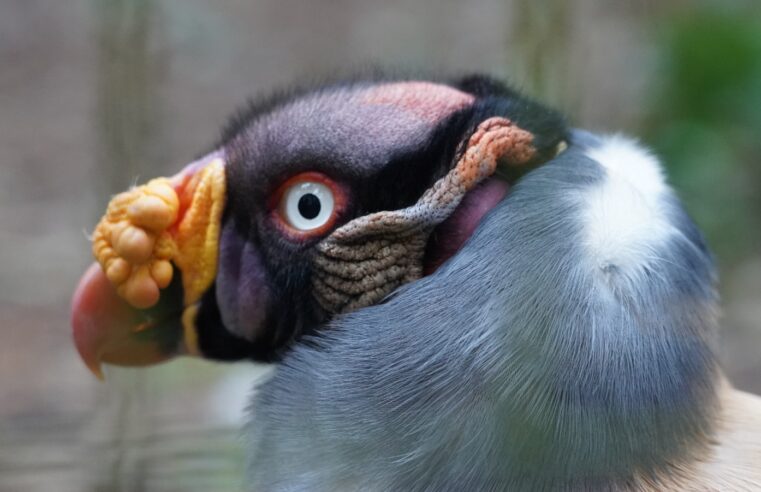 Parque das Aves celebra Dia Internacional de Conscientização sobre os Urubus com evento para visitantes