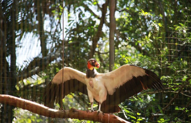 Dia Mundial do Turismo: Foz do Iguaçu alia atrativos em meio à natureza com espaços de conservação ambiental