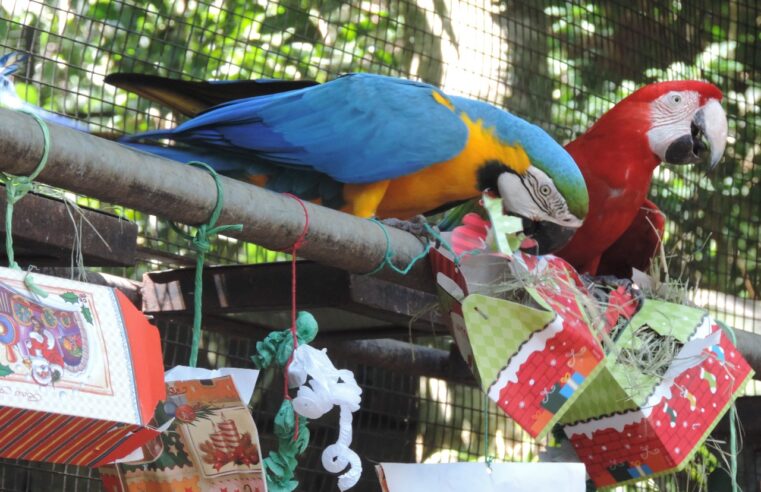 Tradicional Natal das Aves acontece no Parque das Aves