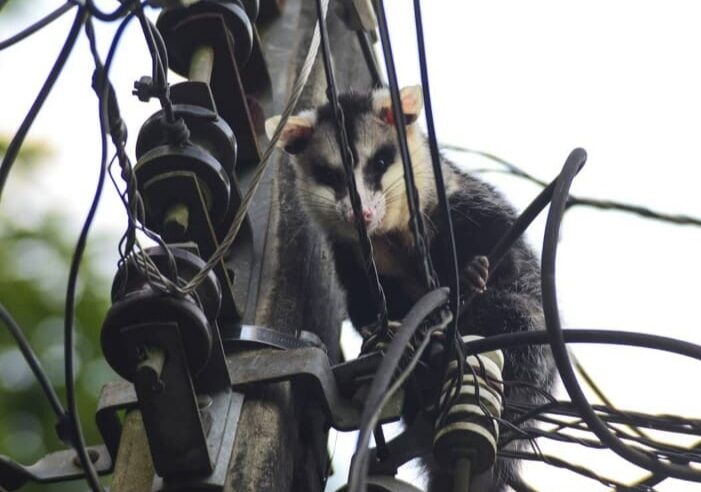 Um gambá entrou na substância da  Copel em Foz do Iguaçu causando curto circuito.