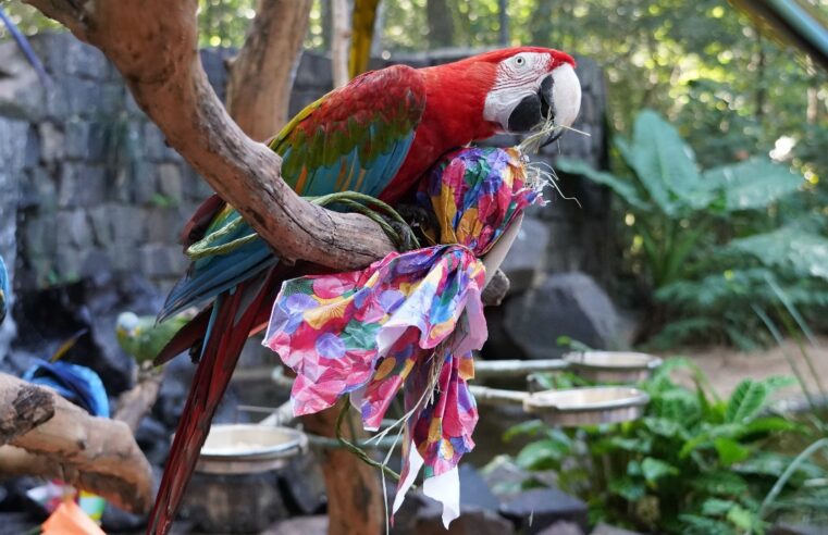 Tradicional Páscoa das Aves acontece no Parque das Aves