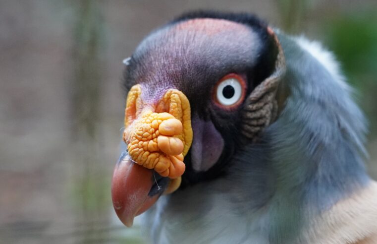 Parque das Aves realiza ação para celebrar o Dia Internacional de Conscientização sobre os Urubus