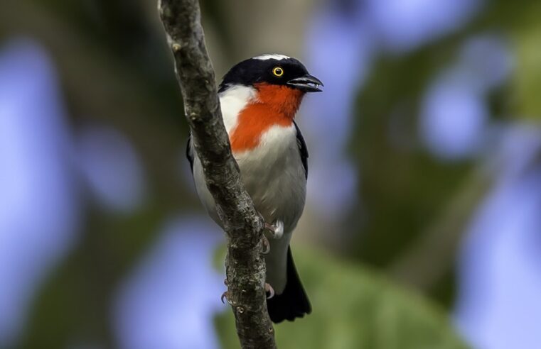 Instituições lançam iniciativa no Dia da Ave para proteger uma das aves mais ameaçadas do mundo+