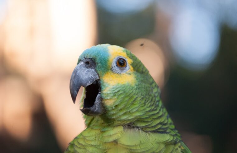 Últimos dias de gratuidade para moradores de Foz do Iguaçu no Parque das Aves