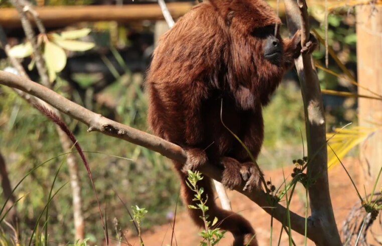 Eco Park Foz terá o primeiro recinto de imersão com macacos do Brasil