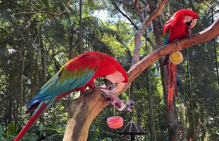 Blocos de gelo com frutas refrescam aves e encantam visitantes no verão de Foz do Iguaçu