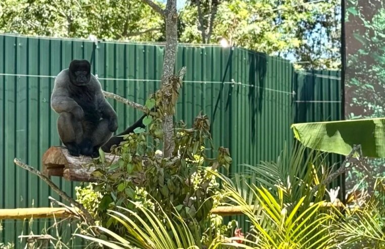 Primeiro no Brasil: Floresta dos Primatas oferece experiência única aos visitantes