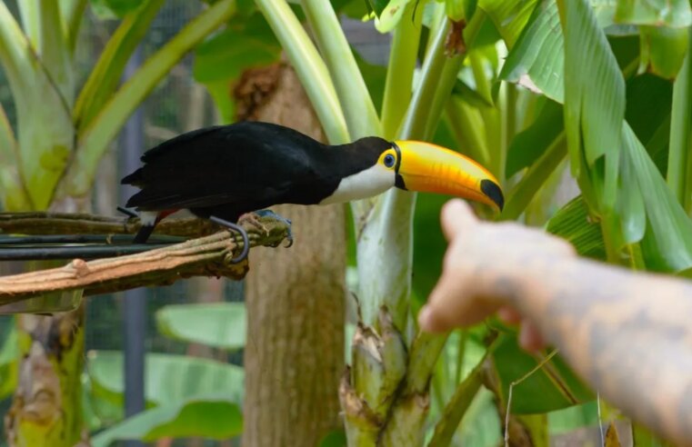 Novidade em Foz do Iguaçu: Parque das Aves inaugura viveiro para abrigar tucanos