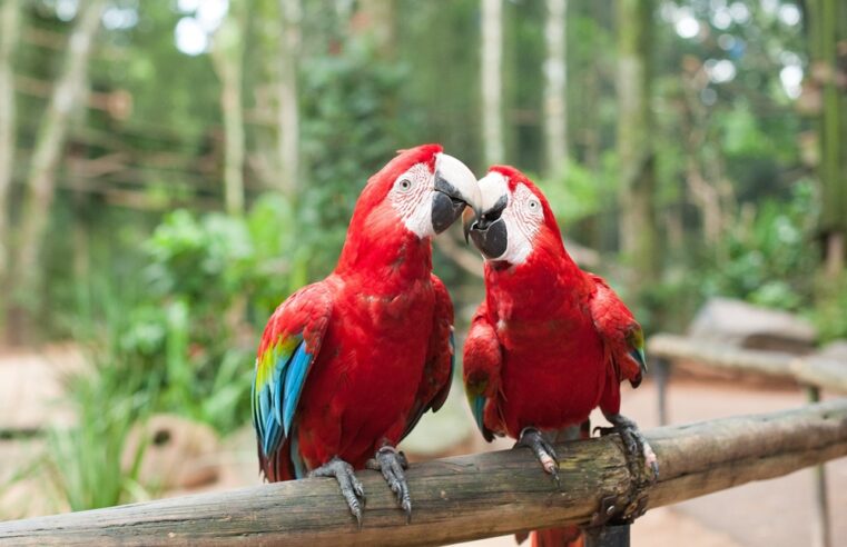 Parque das Aves inicia 2025 com recorde de visitação em janeiro