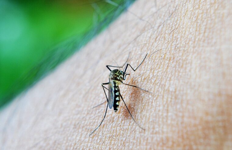 Itaipu e Itaipu Parquetec encerram campanha educativa de combate ao Aedes aegypti em Francisco Beltrão