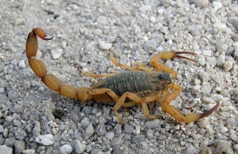 Foz do Iguaçu intensifica combate aos escorpiões com ações preventivas e orientação à população