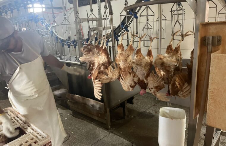 Prefeitura de Foz formaliza abate sanitário de 6 mil aves apreendidas pela PF