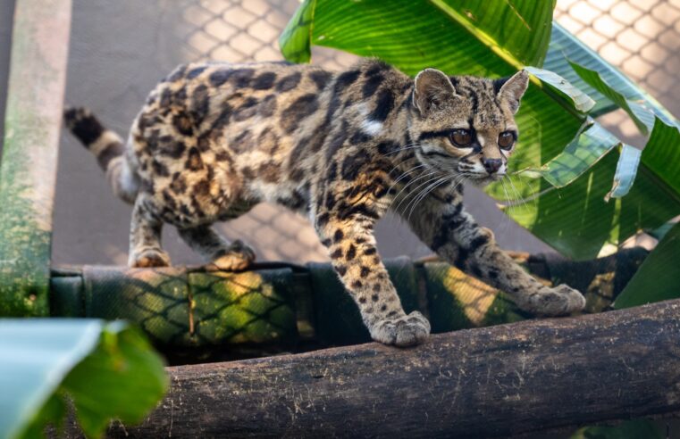 Filhote de gato-maracajá e harpias recebem microchip no Refúgio Biológico da Itaipu