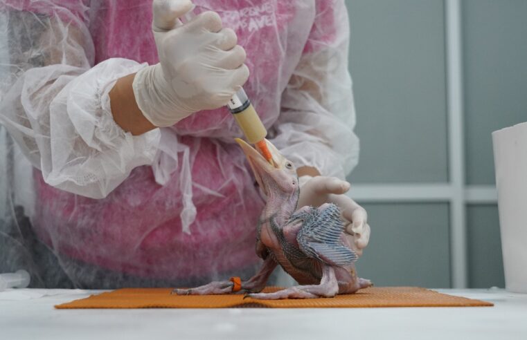 Parque das Aves realiza evento no Dia Internacional de Combate ao Tráfico de Animais Silvestres