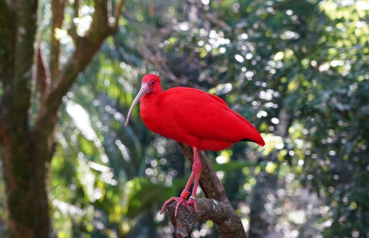 Parque das Aves celebra o Dia Mundial de Proteção aos Manguezais