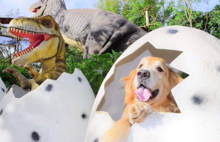 Patinhas Solidárias: Moradores da Tríplice Fronteira pagam R$ 10 para visitar atrativos do Complexo Dreams