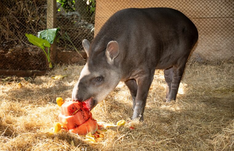 Anta mais velha do RBV celebra aniversário com bolo de