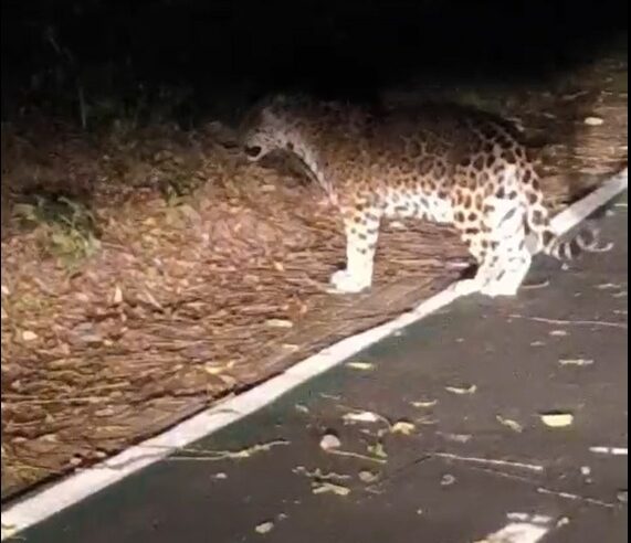 Onça-pintada é vista descansando na ciclovia do Parque Nacional do Iguaçu