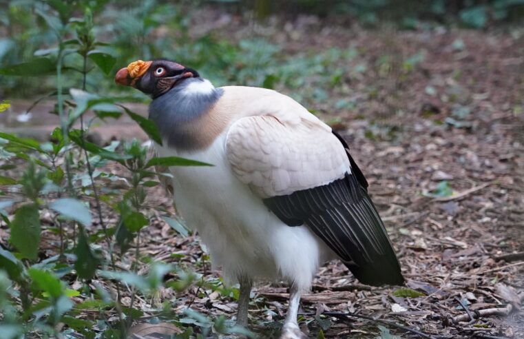 Parque das Aves promove atividade especial no Dia Internacional de Conscientização sobre os Urubus