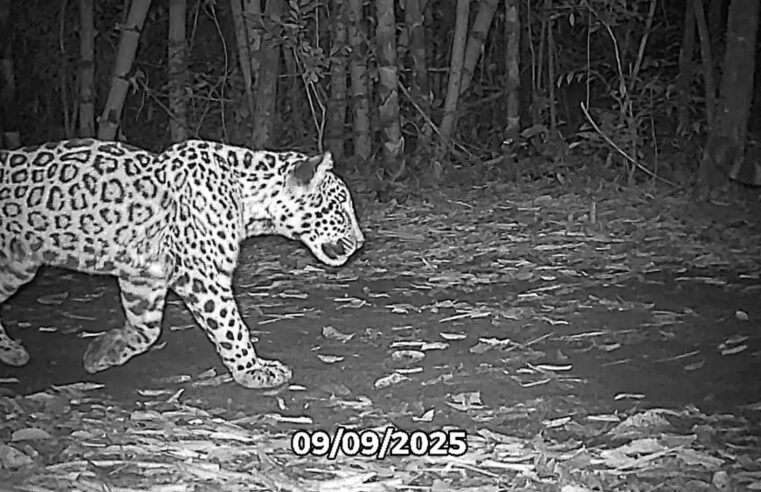 Escolha o nome da nova onça-pintada do Parque Nacional do Iguaçu