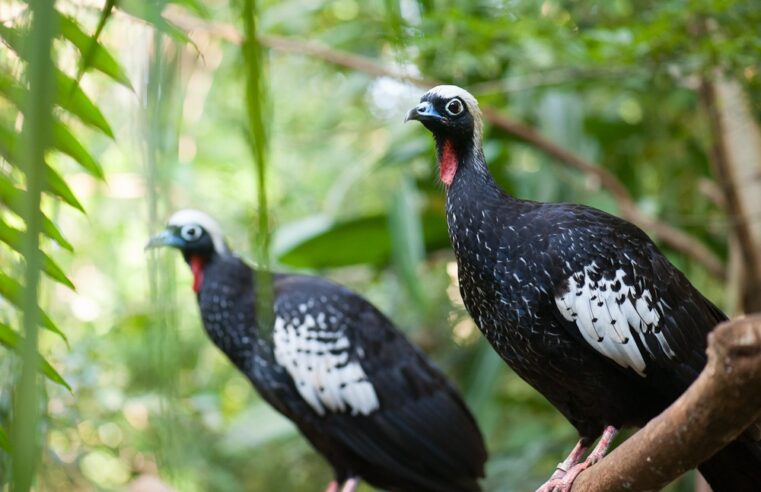 Parque das Aves destaca importância da jacutinga em ação especial para visitantes
