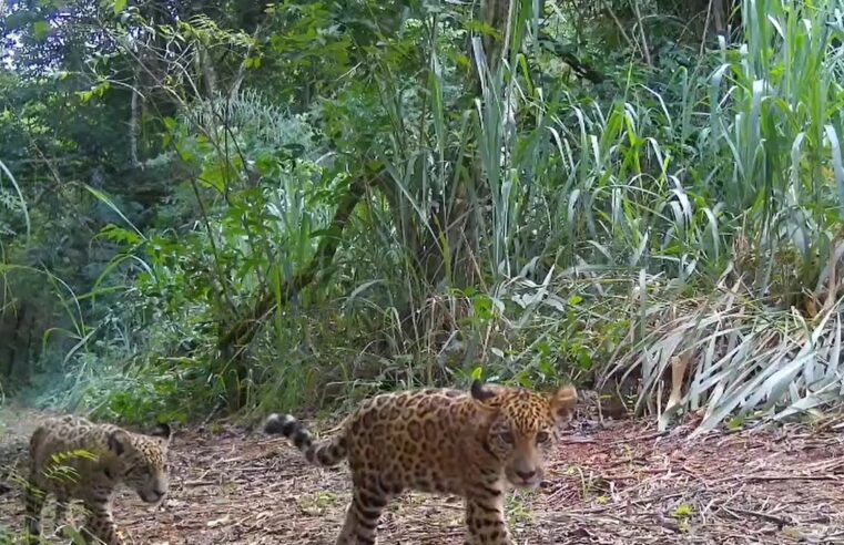Parque Nacional do Iguaçu celebra o Dia Internacional da Onça-pintada com o “batismo” de nova onça-pintada
