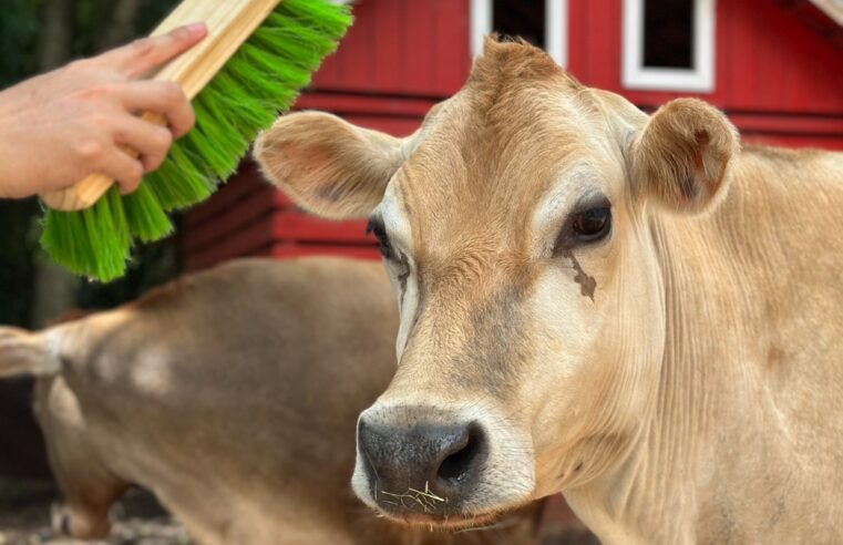 Viva um dia inteiro de natureza e descobertas. Programação completa do Eco Park Foz