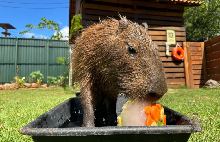 Enriquecimento Ambiental de Verão encanta visitantes no Eco Park Foz com frutas congeladas e momentos de bem-estar animal