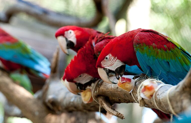 Parque das Aves promove enriquecimento temático de verão para encantar visitantesBlocos de gelo com frutas fazem parte de ação especial no Viveiro das Araras