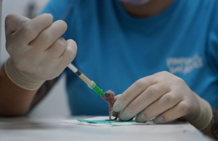 Parque das Aves registra nascimento de 14 periquitos cara-suja