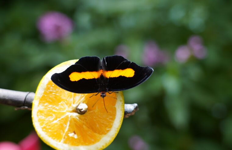 Parque das Aves promove ação educativa no Dia Internacional das Borboletas
