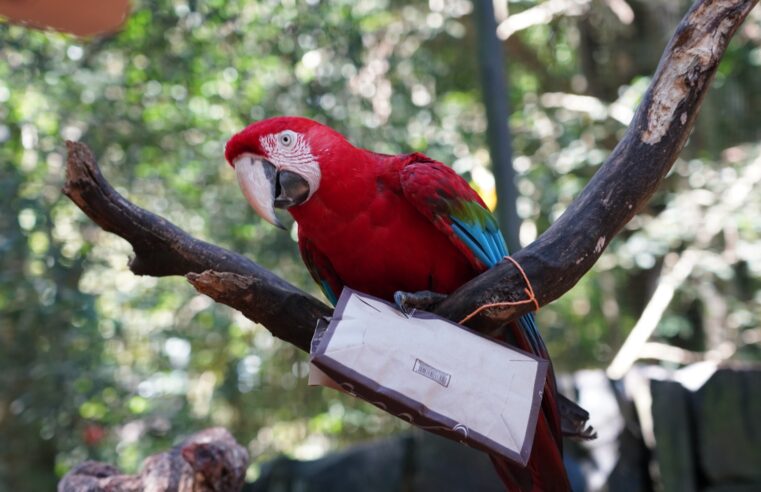 Campanha Lixo Zero mobiliza colaboradores em ação interna no Parque das Aves