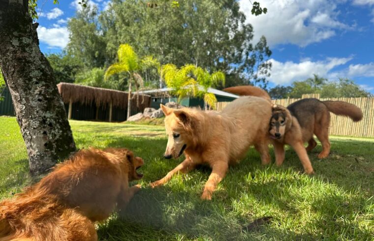 Do Lobo ao Cão: Eco Park Foz inaugura novo espaço educativo para adultos e crianças