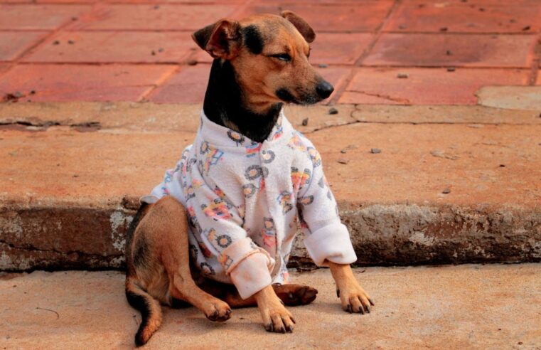 Fundo para financiar políticas de proteção animal entra no radar em Foz