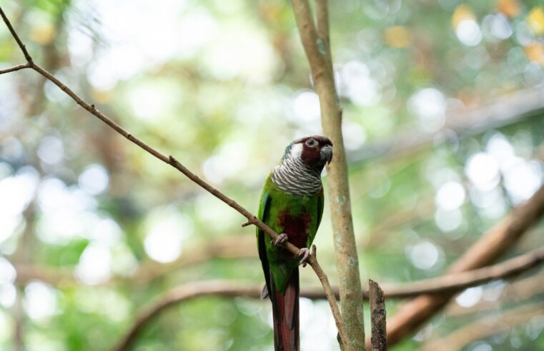 Parque das Aves promove exposição sobre espécies ameaçadas da Mata Atlântica