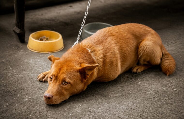 Câmara aprova regras mais rígidas contra maus-tratos e confinamento de animais