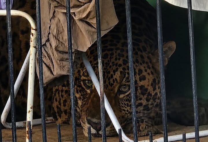 Polícia Militar apoia captura de onça-pintada em Foz do Iguaçu