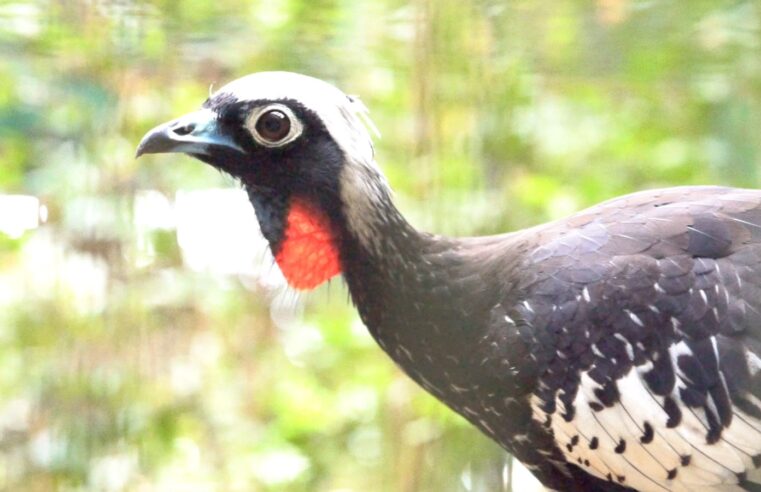 Jacutingas criadas no Parque das Aves reforçam população da espécie na Mata Atlântica