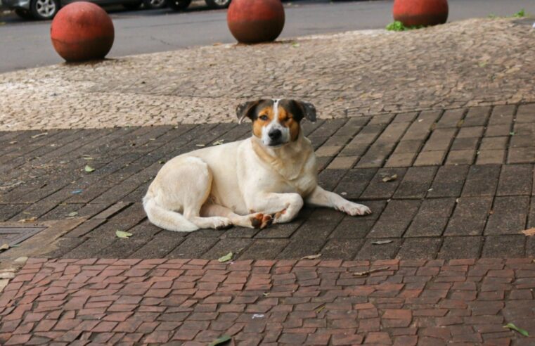 Câmara questiona atendimento emergencial a animais feridos em Foz do Iguaçu
