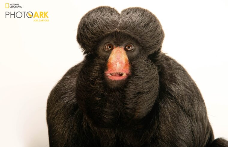 Zoo Park Foz recebe fotos de cuxiú ameaçado de extinção que serão publicadas na National Geographic