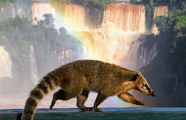 Debate sobre a convivência entre pessoas e fauna silvestre ganha espaço no Parque Nacional do Iguaçu