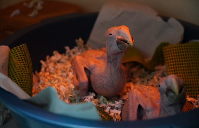 Parque das Aves segue acompanhando filhotes apreendidos pela Receita Federal