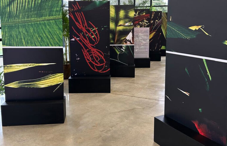 Exposição “Noites da Floresta” segue até dia 28 no Ecomuseu